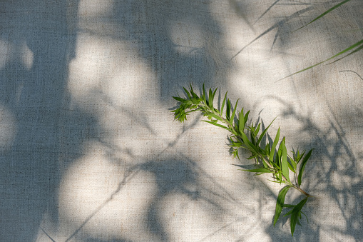 Green plant. Hemp cloth or towel. Grass shadows on the surface. Sunlight.