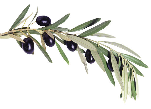 Olive tree branch Olive tree branch with olives on white background olive tree cut out stock pictures, royalty-free photos & images