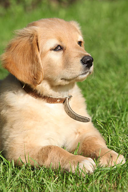 istock Hovawart puppy 153736027