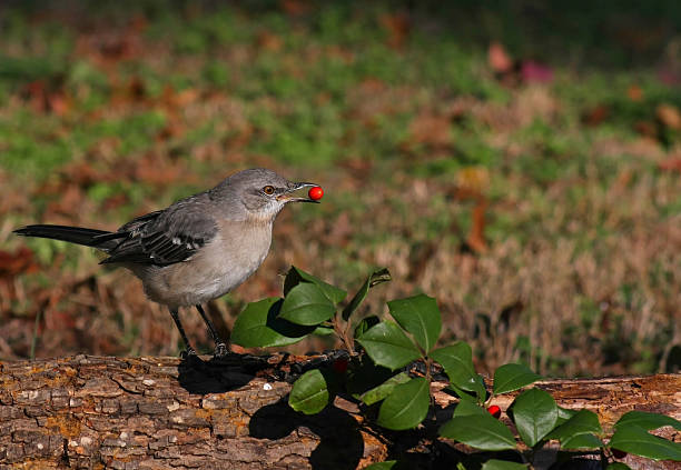 Northern Mockingbird stock photo