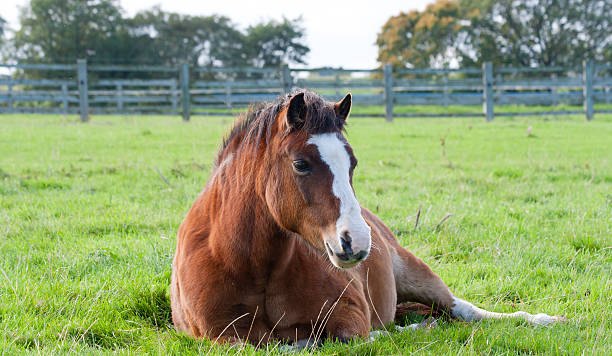 istock Pretty pony relaxing lying in her field 153736054