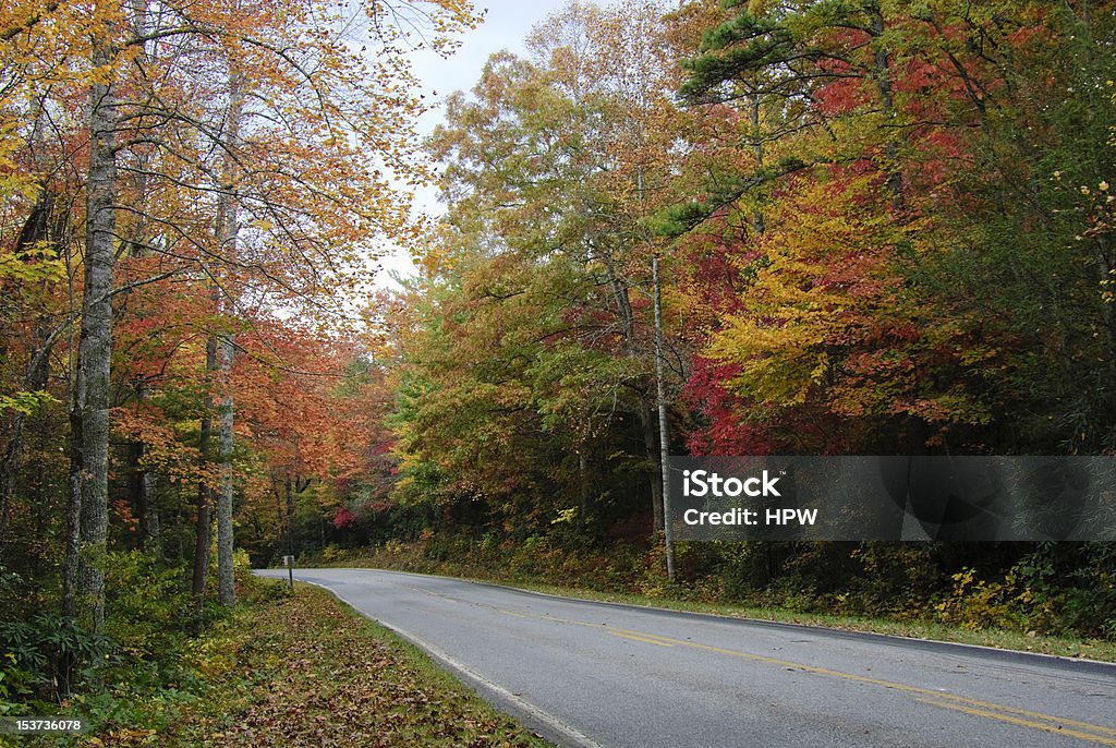 Fall Road - Photo de Arbre libre de droits