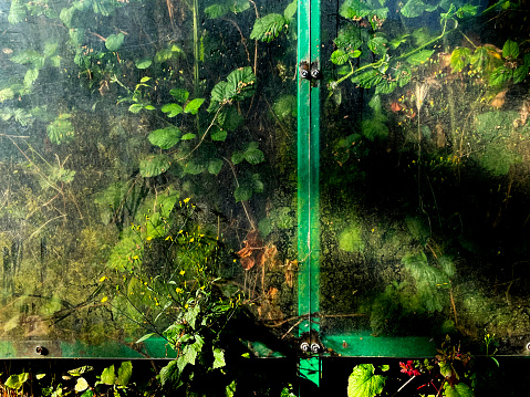 Brambles behind a bus shelter