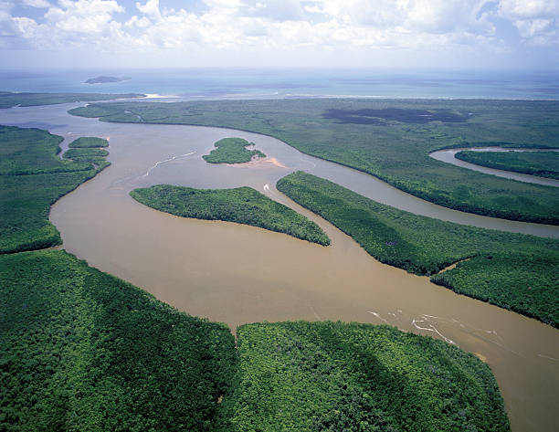 дейнтри - rainforest forest river australia стоковые фото и изображения
