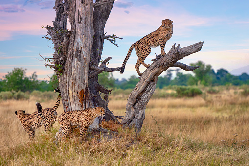 Three male Cheetahs (Acinonyx jubatus) around a dead tree. Moremi Game Reserve, Okavango Delta, Botswana.