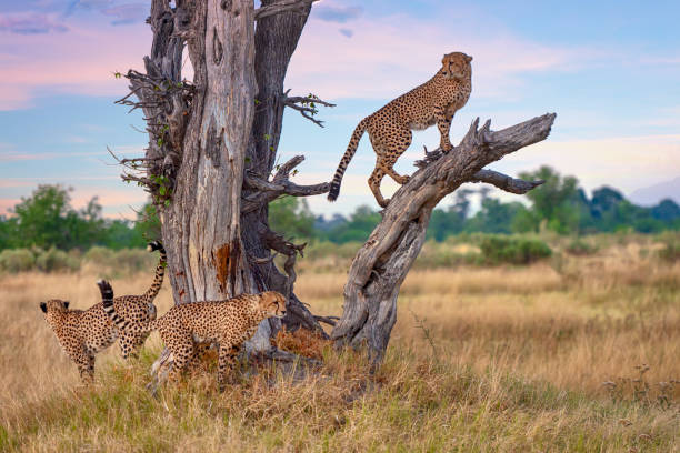 Three male Cheetahs at a dead tree (Acinonyx jubatus) stock photo