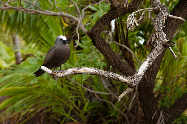 Brown Noddy Anous Stolidus Brown Noddy Anous stolidus bird on tree in paradise island brown noddy stock pictures, royalty-free photos & images