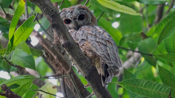 istock Mottled wood owl 1537365835