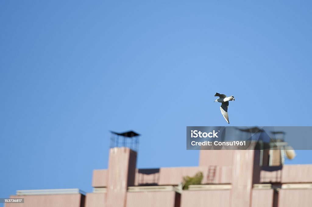 Paloma blanca volando - Foto de stock de Aire libre libre de derechos