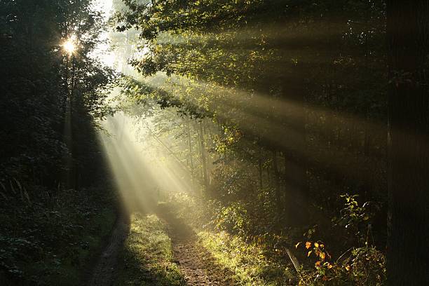 istock Dirt road in autumn forest at dawn 153736981