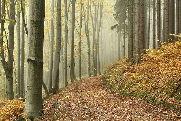 istock Forest trail on a foggy morning 153737002