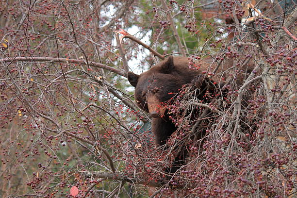 istock Brown Bear in an Alamy Crab Apple Tree 153737054