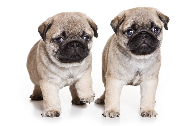 istock Pug puppy on white background 153737127