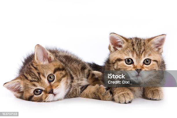 British Kittens On White Backgrounds Stock Photo - Download Image Now - Animal, British Culture, Child