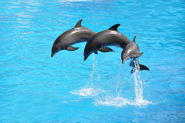 Three dolphins Three dolphins 490 stock pictures, royalty-free photos & images