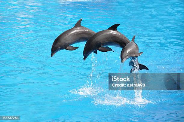 Foto de Três Golfinhos e mais fotos de stock de Golfinho - Cetáceo - Golfinho - Cetáceo, Parque público, Pular