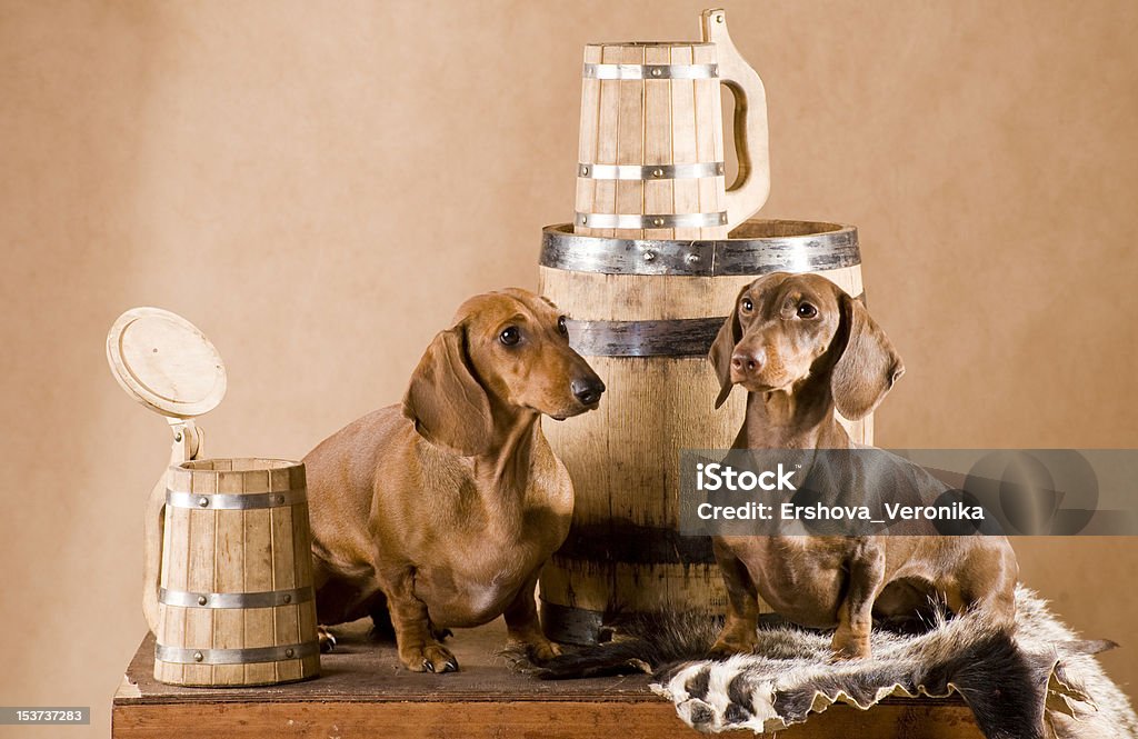 dachshund dos con cerveza - Foto de stock de Perro tejonero libre de derechos