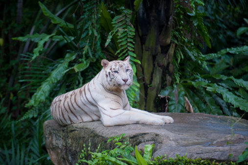 White tiger resting by bamboo