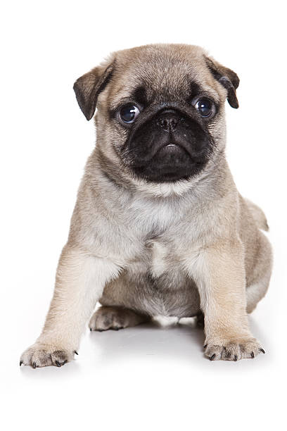 istock Pug puppy on white background 153737532