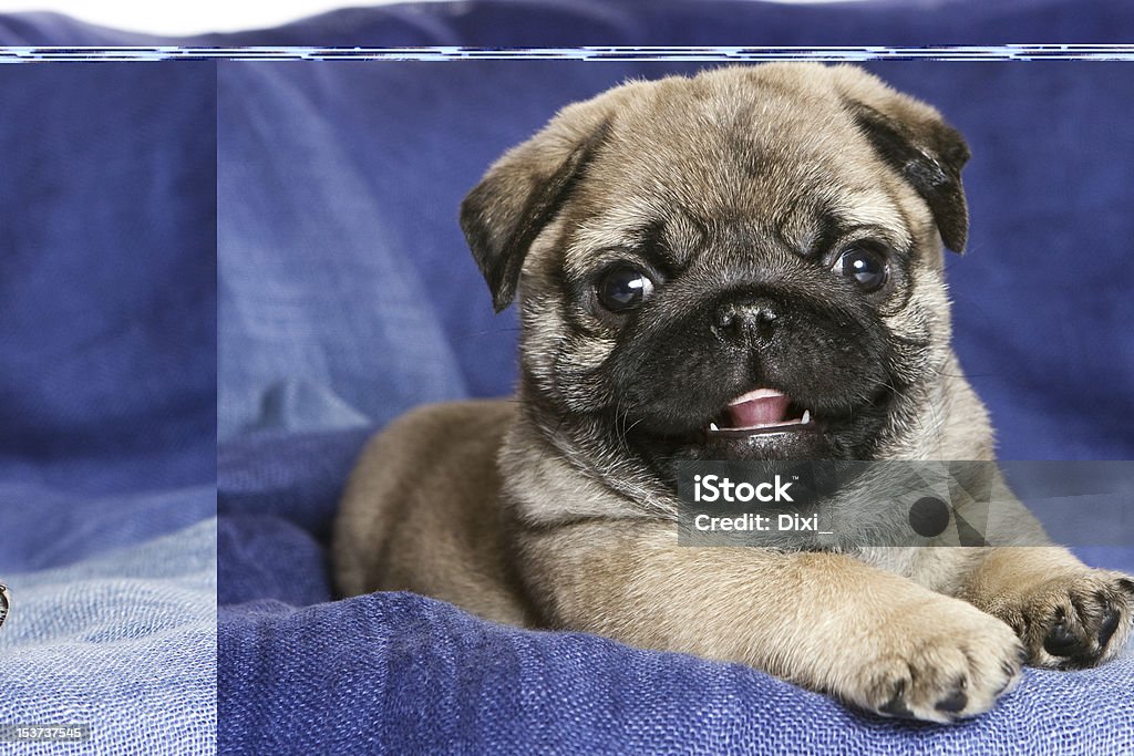 Pug puppy on blue background Animal Stock Photo