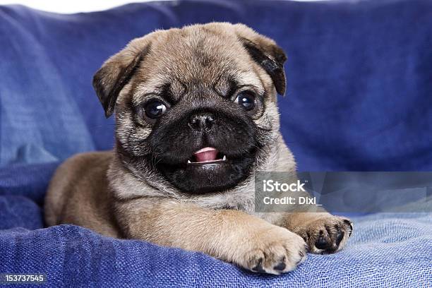 Pug Puppy On Blue Background Stock Photo - Download Image Now - Animal, Animals Hunting, Beige