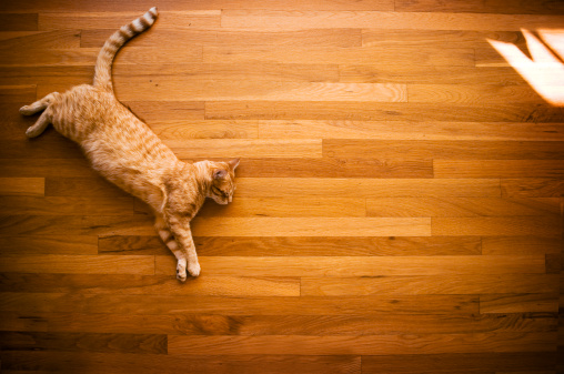 My lazy, orange striped cat blends perfectly into the sunlit wood floor.