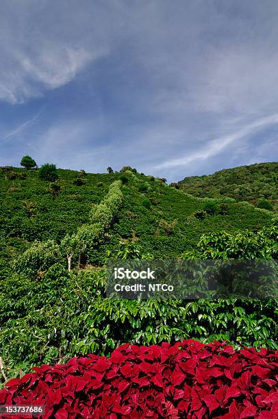 Café Quinta Orgânica - Fotografias de stock e mais imagens de Agricultura - Agricultura, Ajardinado, Animal