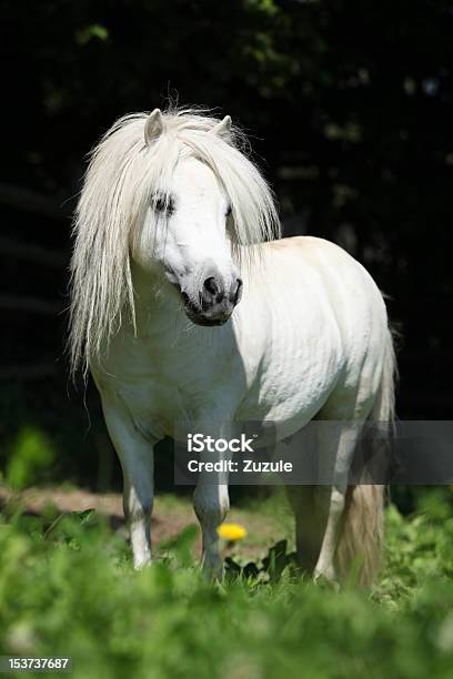 Photo libre de droit de Magnifique Poney Des Shetland Étalon banque d'images et plus d'images libres de droit de Poney - Poney, Îles Shetland, Animaux domestiques