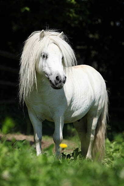 istock Beautiful shetland pony stallion 153737687