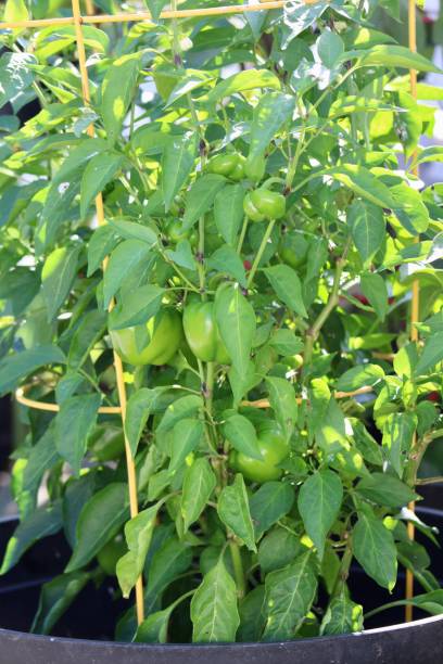 istock Garden Bell Pepper Plant 1537376929