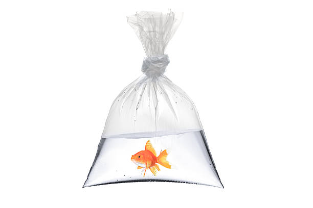 carpa dorada en una bolsa de plástico - goldfish fotografías e imágenes de stock