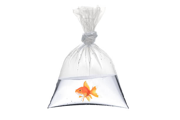 pesce rosso in un sacchetto di plastica - goldfish foto e immagini stock