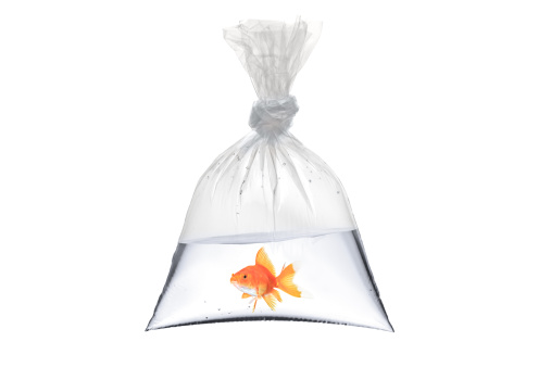 A view of a golden fish in a bag isolated on white background
