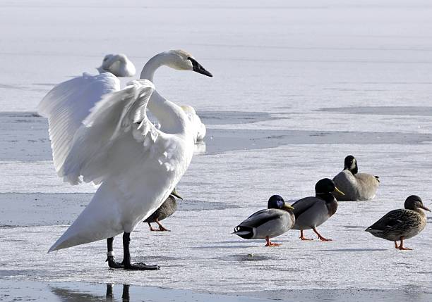 istock Swan Lake, Winter 153738313