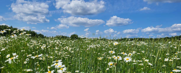 istock Rural panorama field of daisies and rye. 1537384267