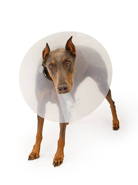 istock Doberman Pinscher Dog Wearing a Cone Isolated on White 153738507