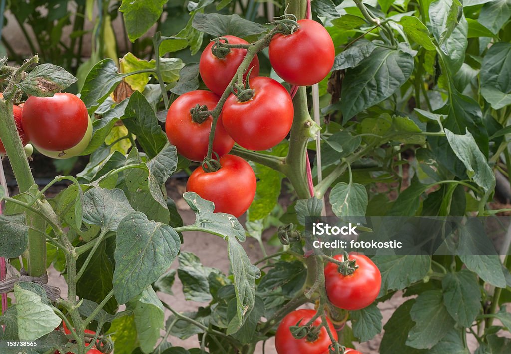 Crecimiento de tomate - Foto de stock de Agricultura libre de derechos