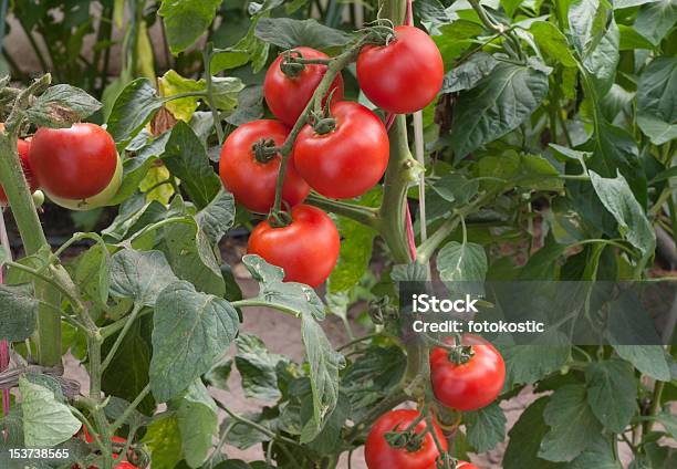 Crecimiento De Tomate Foto de stock y más banco de imágenes de Agricultura - Agricultura, Alimento, Antioxidante