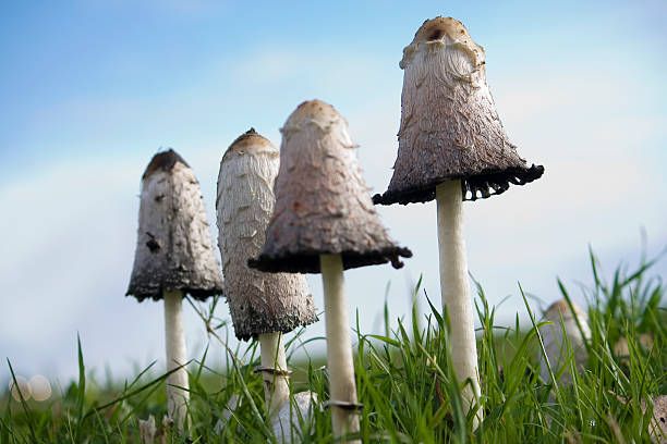 Mushrooms Ink stock photo