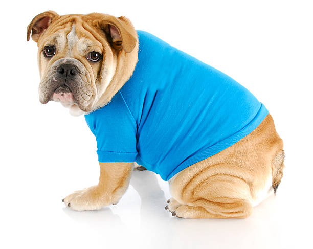 istock dog wearing sweater 153738855