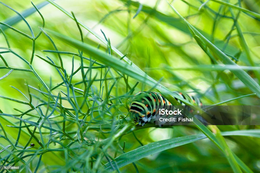 Bruco di Macaone - Foto stock royalty-free di Blu chiaro