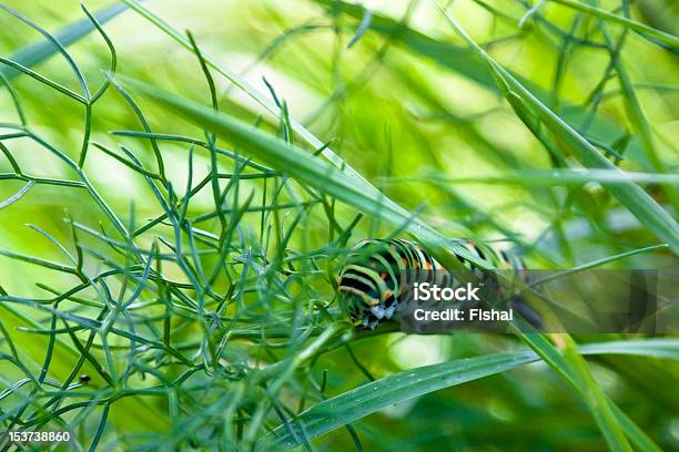 Foto de Bruco Di Macaone e mais fotos de stock de Azul Real - Azul Real, Azul claro, Flor Selvagem