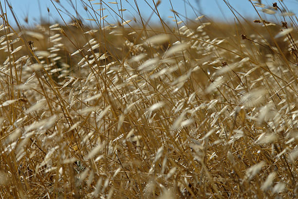 istock Background of yellow pasture 153738925