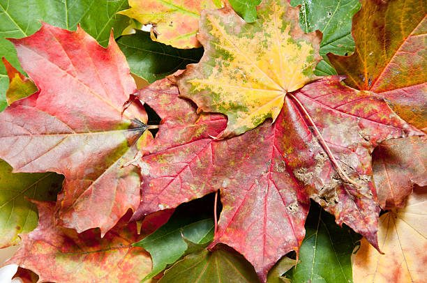 Closeup view of colorful fall leaves stock photo