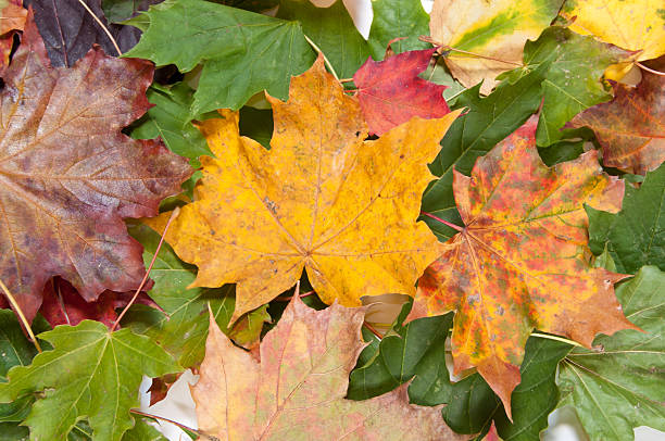 Bunch of dried colorful autumn leaves stock photo