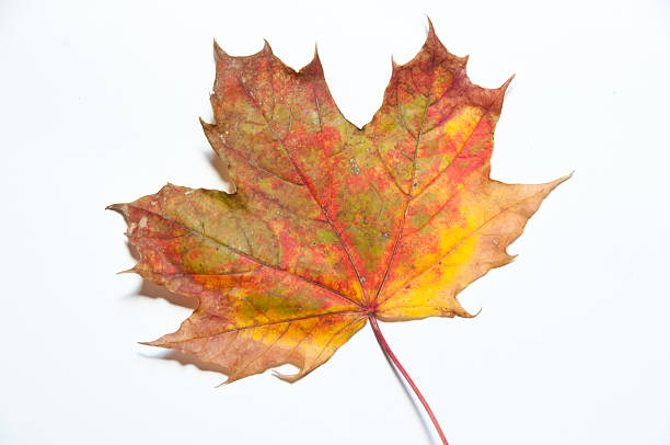 Single yellow and red autumn leaf stock photo