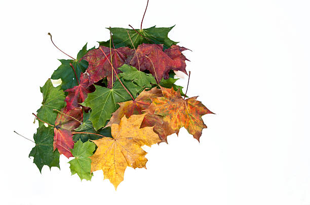 Autumn spectrum of colors stock photo