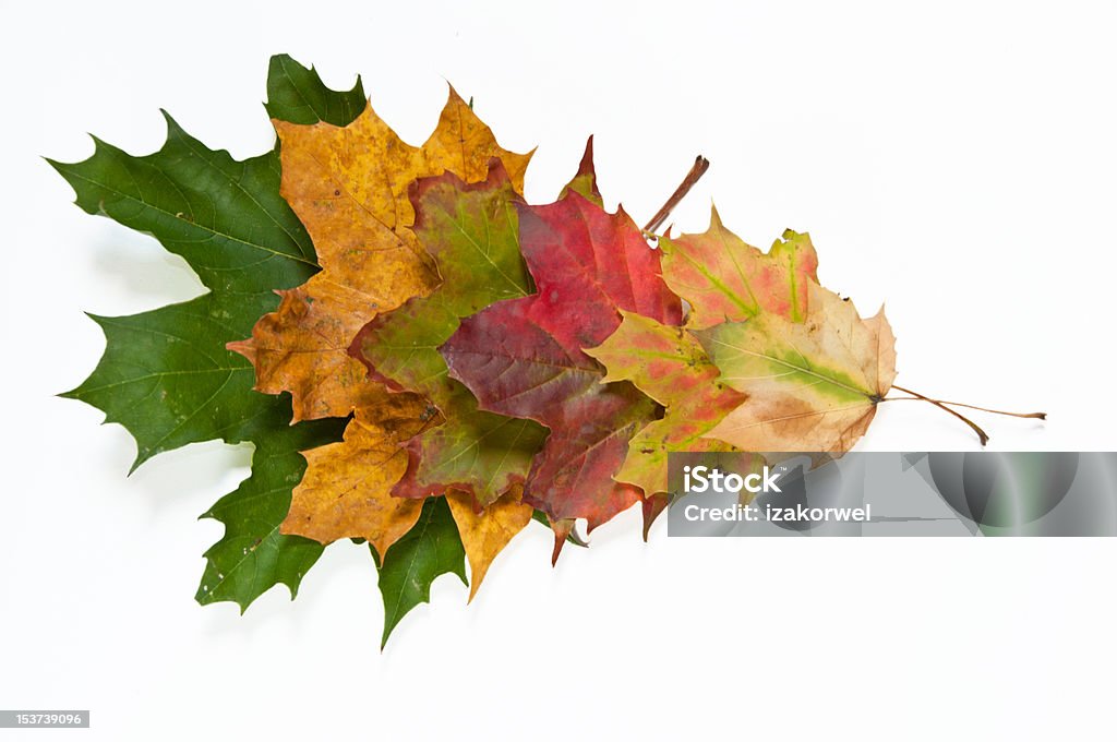 Spectrum of autumn leaves colors Spectrum of autumn colors - dried leaves on white isolating background Autumn Stock Photo