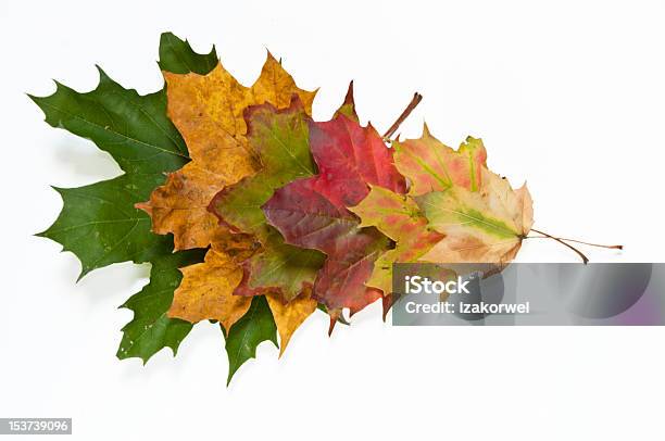Spectrum Of Autumn Leaves Colors Stock Photo - Download Image Now - Autumn, Close-up, Dried Plant