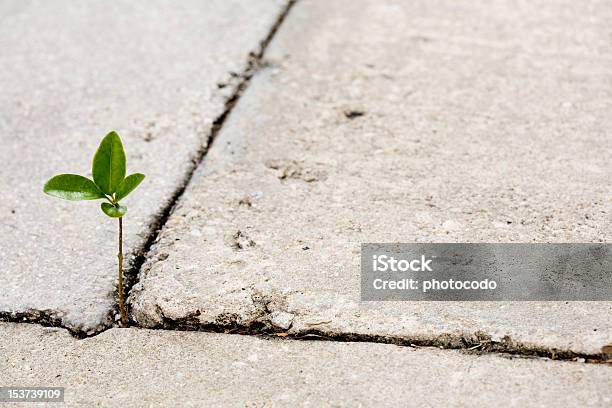 Pland In Sidewalk Stock Photo - Download Image Now - Nature, Struggle, Achievement